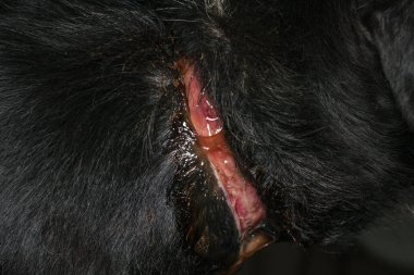 Zavallı köpek, ameliyattan önce boynunda büyük bir yara vardı.