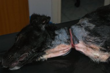 Zavallı köpek, ameliyattan önce boynunda büyük bir yara vardı.
