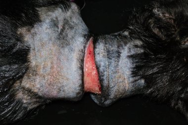 Zavallı köpek, ameliyattan önce boynunda büyük bir yara vardı.