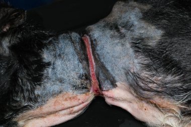 Zavallı köpek, ameliyattan önce boynunda büyük bir yara vardı.