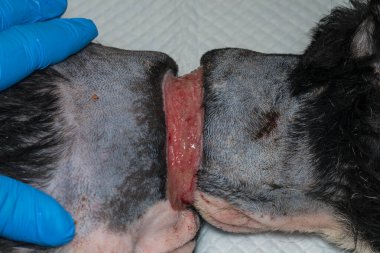 Zavallı köpek, ameliyattan önce boynunda büyük bir yara vardı.