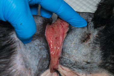 Zavallı köpek, ameliyattan önce boynunda büyük bir yara vardı.