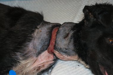 Zavallı köpek, ameliyattan önce boynunda büyük bir yara vardı.