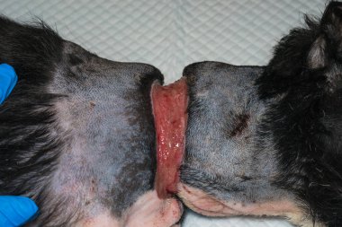 Zavallı köpek, ameliyattan önce boynunda büyük bir yara vardı.