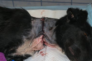 Zavallı köpek, ameliyattan sonra boynunda büyük bir yara vardı.