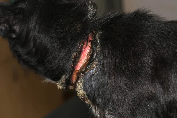 Zavallı köpek, ameliyattan önce boynunda büyük bir yara vardı.