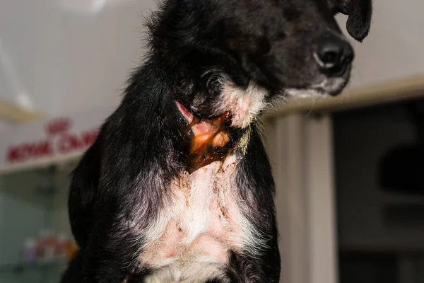 Zavallı köpek, ameliyattan önce boynunda büyük bir yara vardı.