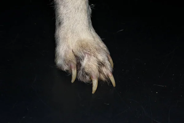 Aşırı Büyümüş Tırnakları Olan Ihmal Edilmiş Bir Köpek — Stok fotoğraf