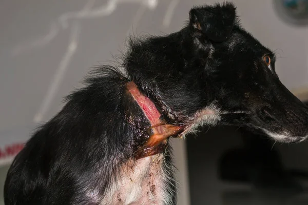 Zavallı köpek, ameliyattan önce boynunda büyük bir yara vardı.