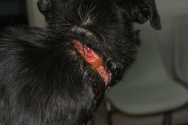 Zavallı köpek, ameliyattan önce boynunda büyük bir yara vardı.