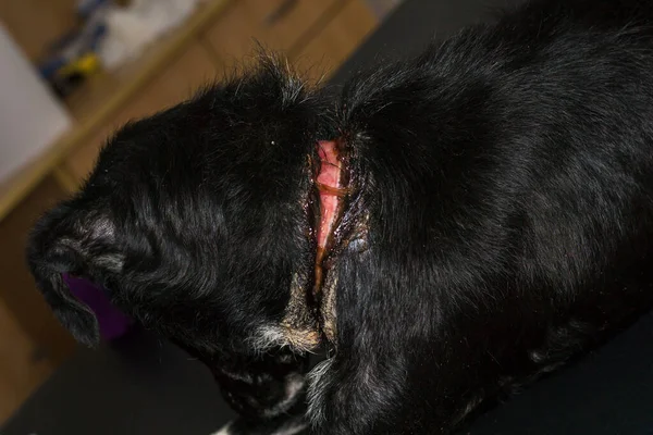 Zavallı köpek, ameliyattan önce boynunda büyük bir yara vardı.