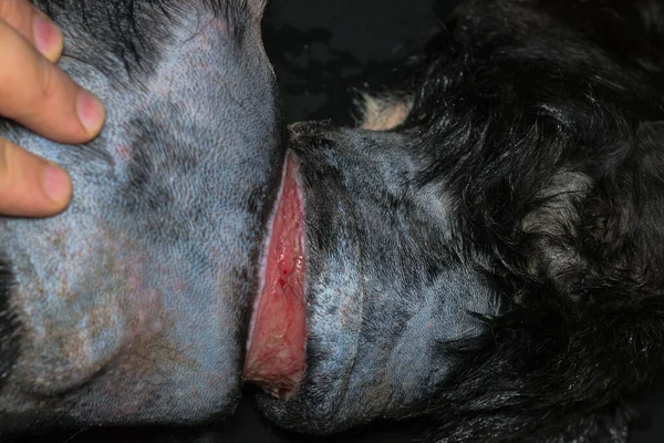 Zavallı Köpek Ameliyattan Önce Boynunda Büyük Bir Yara Vardı — Stok fotoğraf