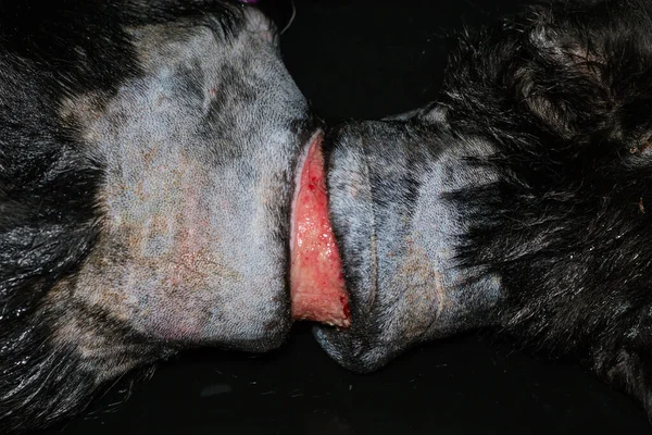 Zavallı köpek, ameliyattan önce boynunda büyük bir yara vardı.