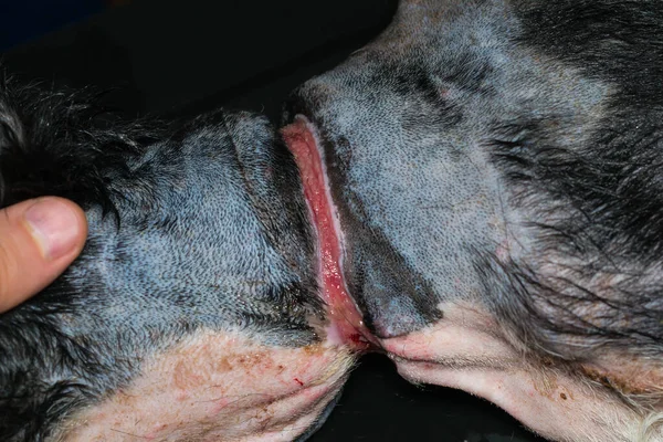 Zavallı Köpek Ameliyattan Önce Boynunda Büyük Bir Yara Vardı — Stok fotoğraf