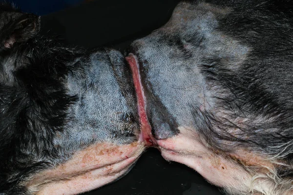 Zavallı köpek, ameliyattan önce boynunda büyük bir yara vardı.