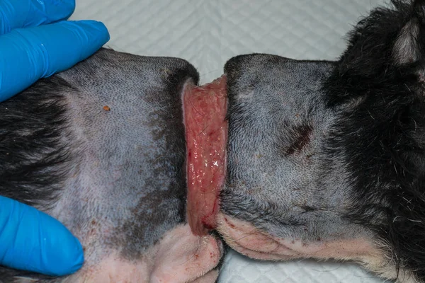 Zavallı köpek, ameliyattan önce boynunda büyük bir yara vardı.