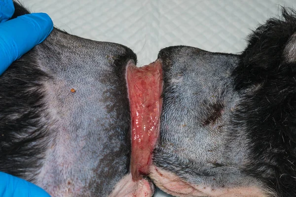 Perro Pobre Con Una Gran Herida Alrededor Del Cuello Debido — Foto de Stock