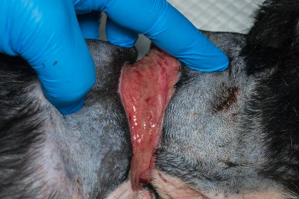 Zavallı köpek, ameliyattan önce boynunda büyük bir yara vardı.