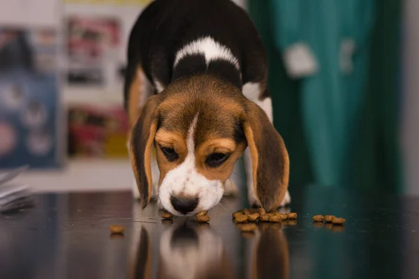 Veteriner Kliniğindeki Danışma Masasında Duran Köpek Yavrusu — Stok fotoğraf