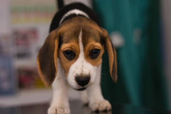 Štěně Bígla Konzultačním Stole Veterinární Kliniky — Stock fotografie