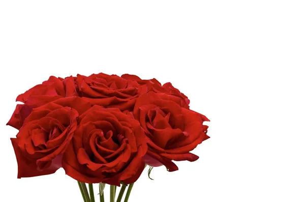 Roses Rouges Fraîches Que Couple Aime Donner Pour Saint Valentin — Photo