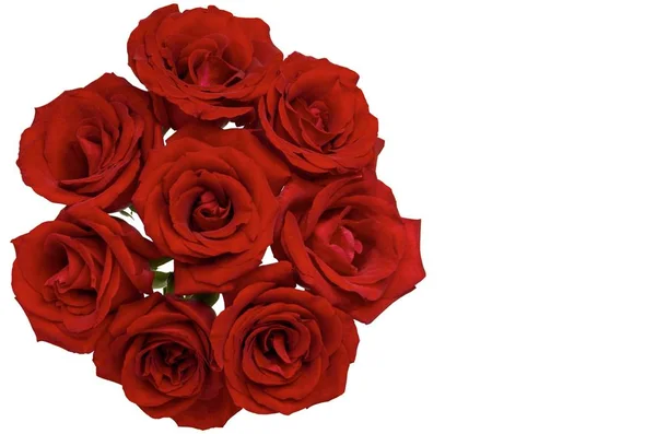 Roses Rouges Fraîches Que Couple Aime Donner Pour Saint Valentin — Photo