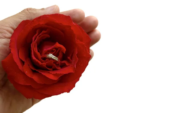 Mano Tiene Una Singola Rosa Rossa Con Anello Diamanti Argento — Foto Stock