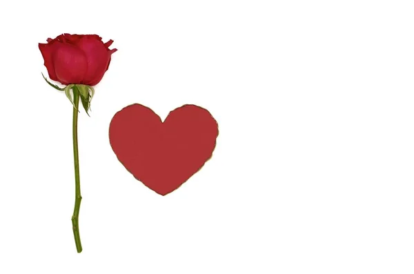 Eine Einzige Frische Rote Rose Und Rote Farbe Liebe Form — Stockfoto