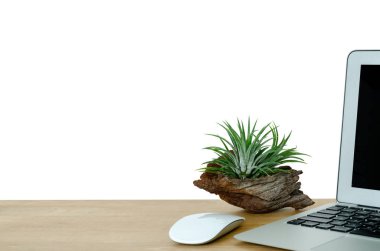 Tillandsia airplant which is modern plant put in cutting old wood from the tree decorates on the wooden desk in office with laptop computer and white mouse isolated on white background. clipart