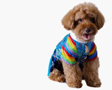 Korece tarzı elbise için köpek metin için yer var beyaz arka plan üzerinde izole kahverengi fino köpeği fotoğrafı.