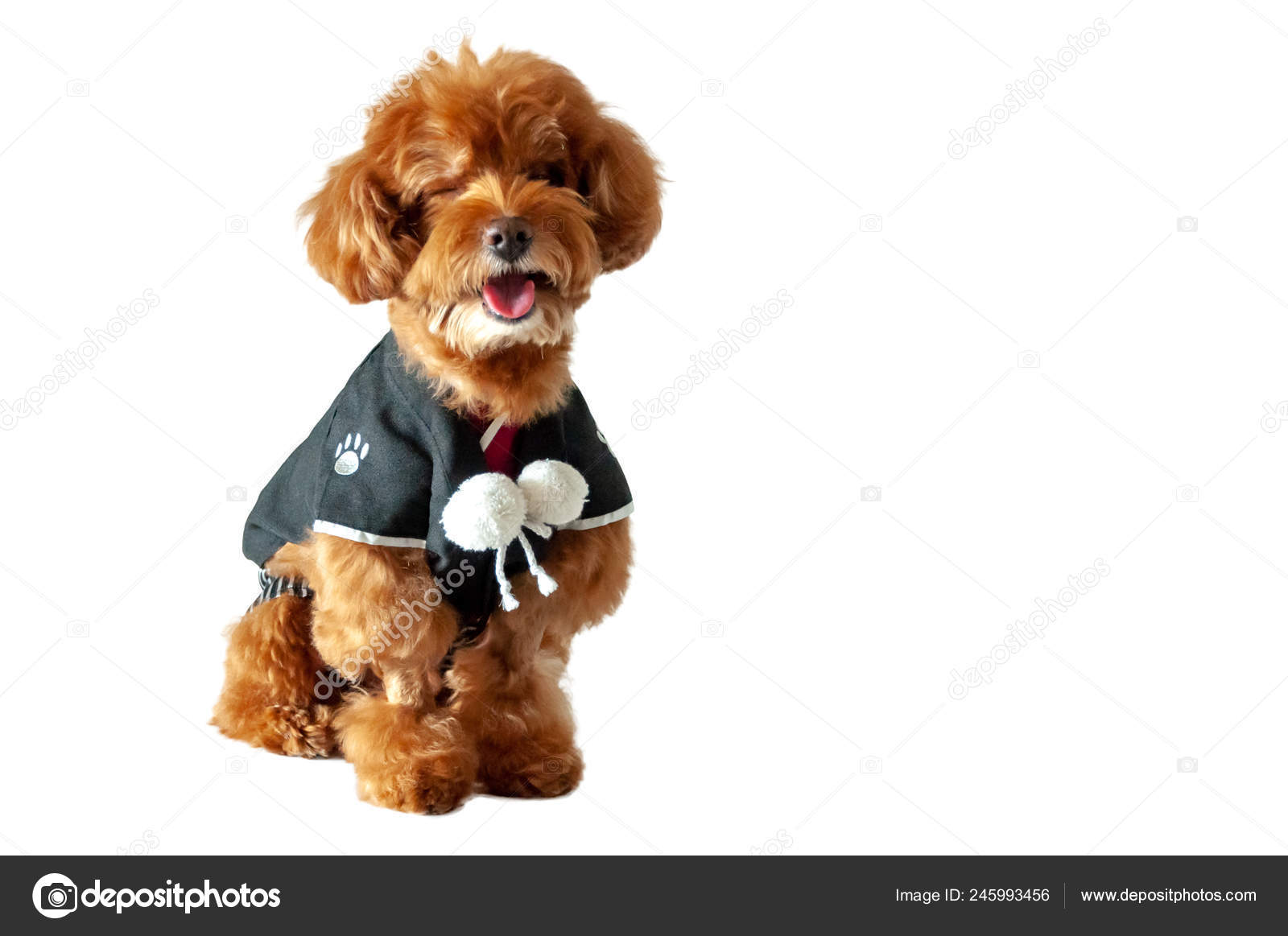 toy poodle clothes