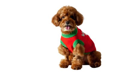 Metin için yer beyaz zemin üzerine izole shot aşınma kırmızı elbise gülümseyen bir çok güzel kahverengi oyuncak fino köpeği köpek.