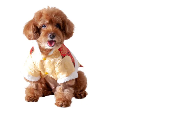 Adorável Brinquedo Marrom Cão Poodle Com Tiro Sorridente Vestindo Vestido — Fotografia de Stock