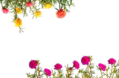 Renkli Moss gül çiçek.