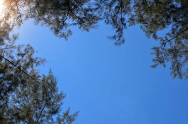 Parlak açık mavi gökyüzü ile Avustralya çam ağacı.