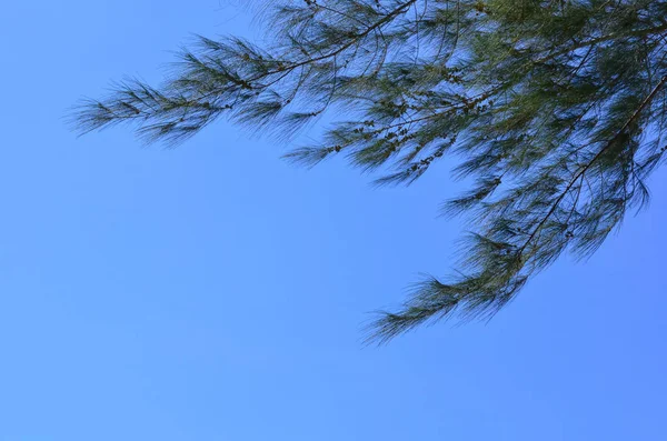 明るい澄んだ青空があるオーストラリアの松の木. — ストック写真