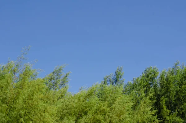 明るい澄んだ青空があるオーストラリアの松の木. — ストック写真