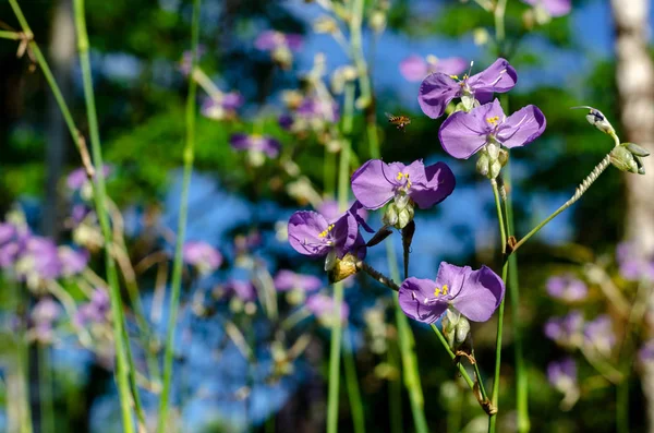 Purple color Tradescantia or Spiderworts flower. — Stock Photo, Image