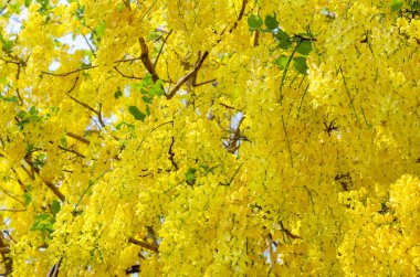 Thaila yaz sezonunda çiçek Taze Golden Shower çiçek