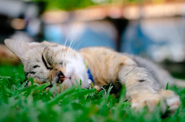 Gyönyörű imádnivaló leopárd színes macska alszik a fűben. — Stock Fotó