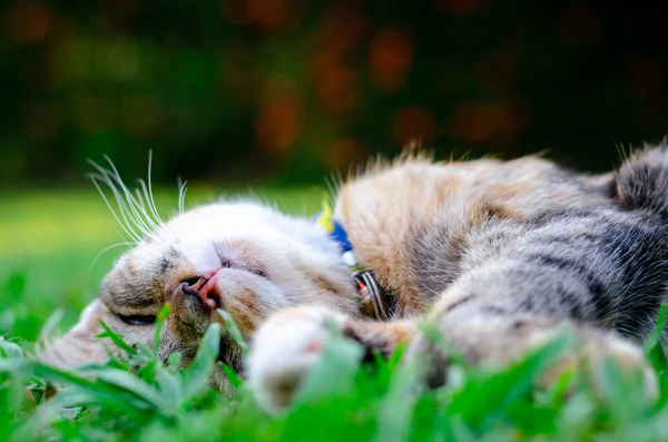 Όμορφο αξιολάτρευτο λεοπαρδαλί χρώμα γάτα κοιμάται στο γρασίδι. — Φωτογραφία Αρχείου