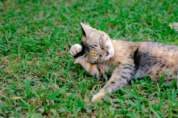 Linda adorável dorminhoco leopardo cor gato relaxante no — Fotografia de Stock