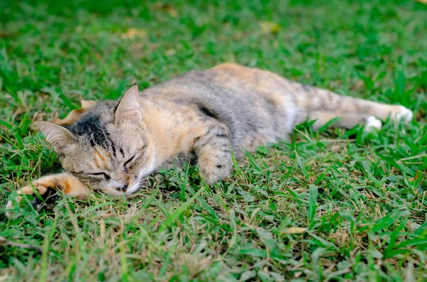 Linda adorável dorminhoco leopardo cor gato relaxante no — Fotografia de Stock