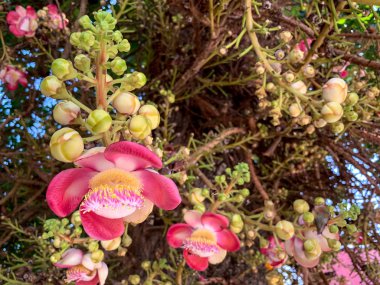 Pembe renk Cannonball çiçekler Ağaç üzerinde çiçeklenme.