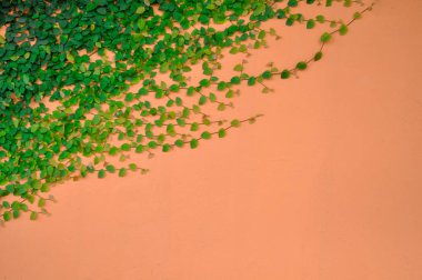 Turuncu renkli duvarda Ficus pumila ağacı (sürünen incir veya tırmanma inciri).