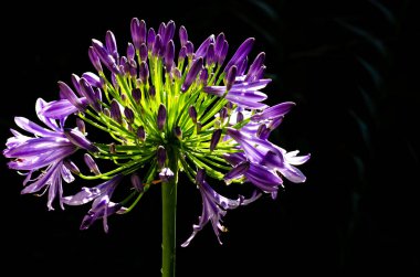 Güzel mor renk Afrika Lily (Cape mavi zambak) çiçeklenme.