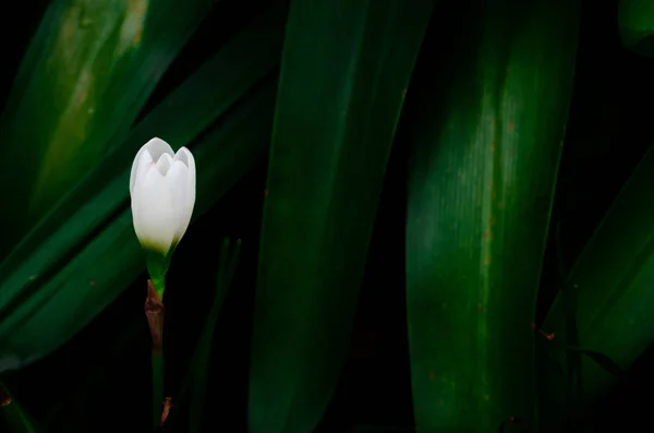 Flor de lírio de chuva de cor branca florescendo na estação da chuva . — Fotografia de Stock