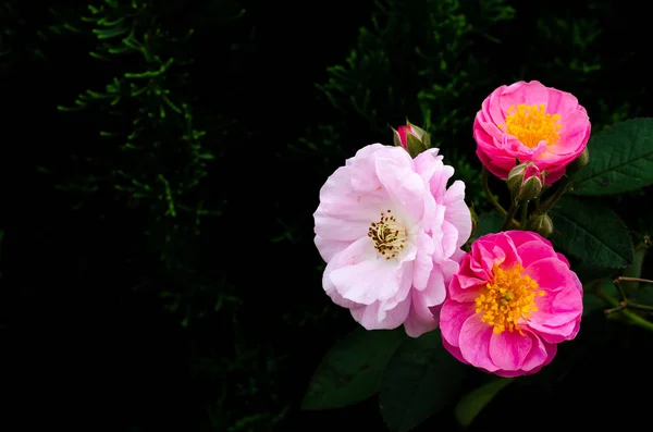 Rosa rosas florescendo em sua árvore . — Fotografia de Stock