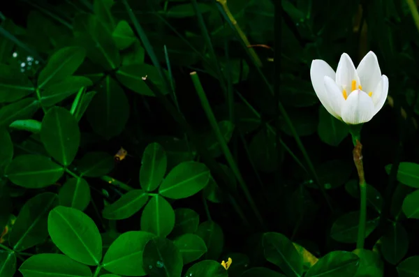 Flor de lírio de chuva de cor branca florescendo na estação da chuva . — Fotografia de Stock
