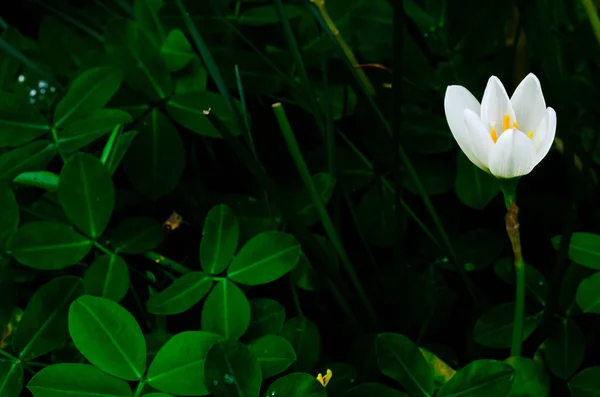 Vit färg Regn Lily blomma blommar i regnperioden. — Stockfoto